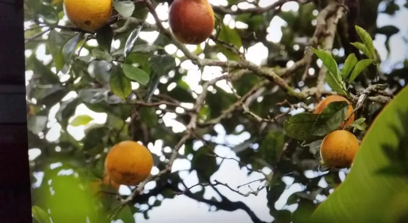 Reach Beyond Rainforest Retreat Διαμέρισμα Χονολουλού Δωμάτια σε οικογενειακή κατοικία