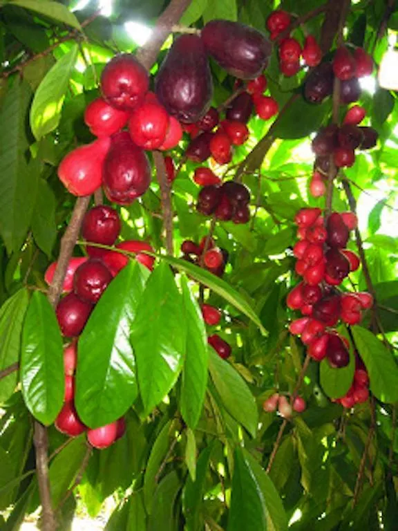 Reach Beyond Rainforest Retreat Διαμέρισμα Χονολουλού